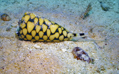 Conus marmoreus