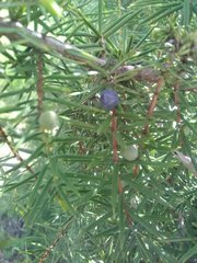 Juniperus communis communis