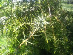 Juniperus communis communis