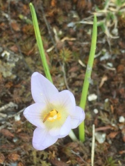 Crocus carpetanus