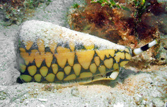 Conus marmoreus