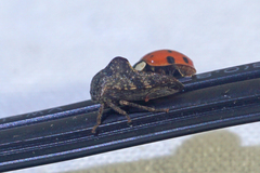 Telamona decorata