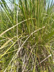 Brachypodium phoenicoides