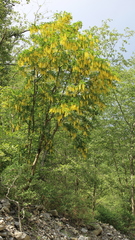Laburnum anagyroides