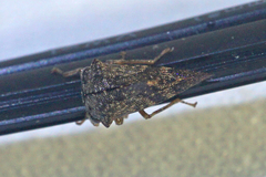 Telamona decorata