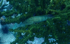Cephalopholis argus
