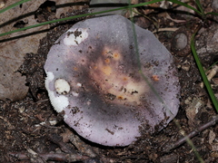 Russula ornaticeps