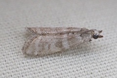 Ephestia columbiella