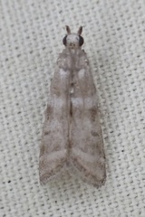 Ephestia columbiella