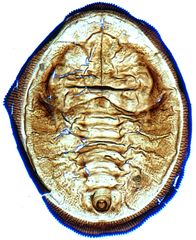 Tetraleurodes perileuca