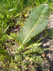 Rumex pulcher woodsii