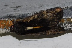 Ulotrichopus primulinus