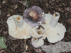 Russula ornaticeps