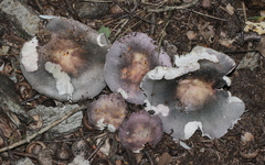 Russula ornaticeps