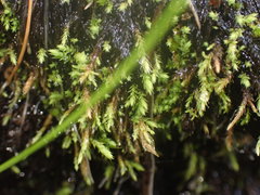 Philonotis capillaris