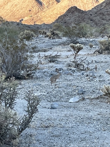 iNaturalist observation photo of Black-tailed Jackrabbit