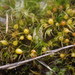 Pleuridium acuminatum - Photo (c) Andrew Simon,  זכויות יוצרים חלקיות (CC BY-NC), הועלה על ידי Andrew Simon