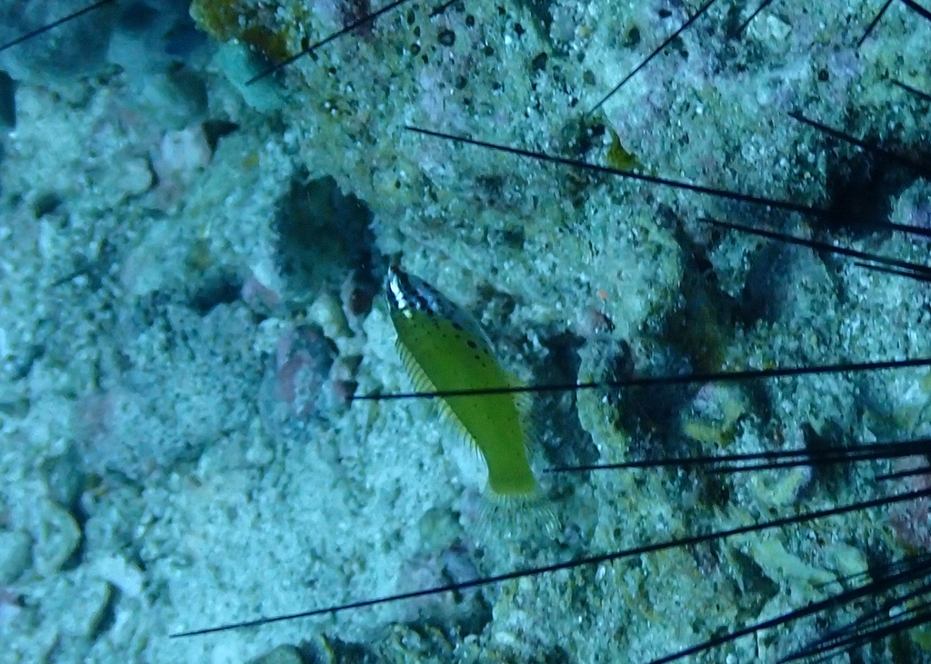 Batu Coris
