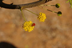 Pelonides quadrinotata