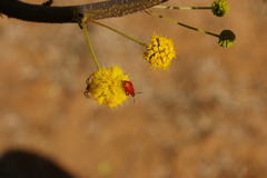 Pelonides quadrinotata