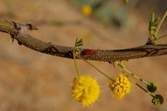 Pelonides quadrinotata