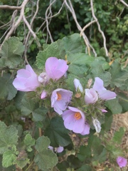 Malacothamnus lucianus