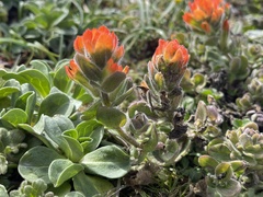 Castilleja mendocinensis
