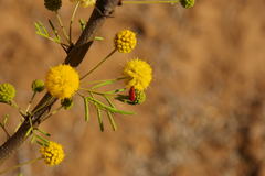 Pelonides quadrinotata
