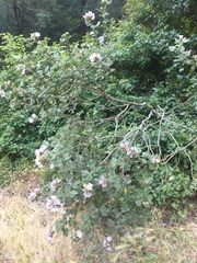 Malacothamnus lucianus