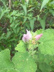 Malacothamnus lucianus