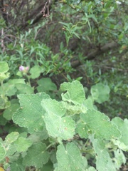 Malacothamnus lucianus