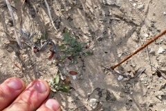 Asclepias prostrata