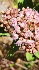 Eristalinus taeniops