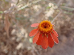 Adenophyllum squamosum