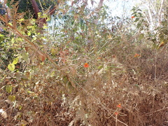 Adenophyllum squamosum