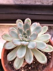 Echeveria pulidonis