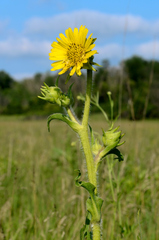 Silphium laciniatum laciniatum