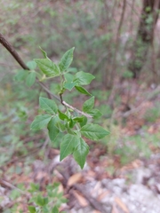 Staphylea pringlei