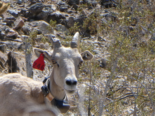iNaturalist observation photo of Desert Bighorn Sheep