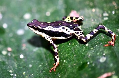 Atelopus spumarius