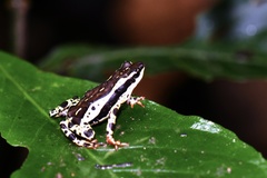 Atelopus spumarius