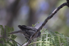 Haemorhous mexicanus