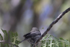 Haemorhous mexicanus