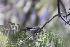 Haemorhous mexicanus