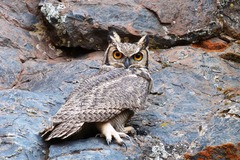Bubo virginianus magellanicus