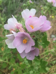 Malacothamnus lucianus