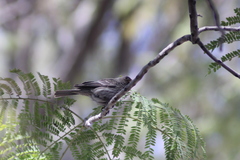 Haemorhous mexicanus