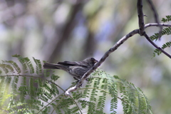 Haemorhous mexicanus