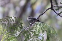 Haemorhous mexicanus
