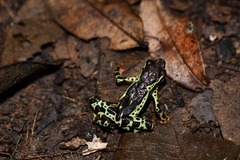 Atelopus